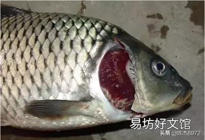 鲤鱼烂鳃会传染其它鱼吗?