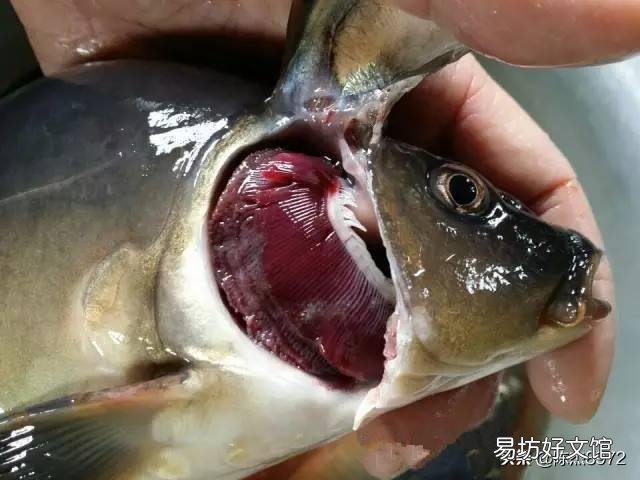 鲤鱼烂鳃会传染其它鱼吗?
