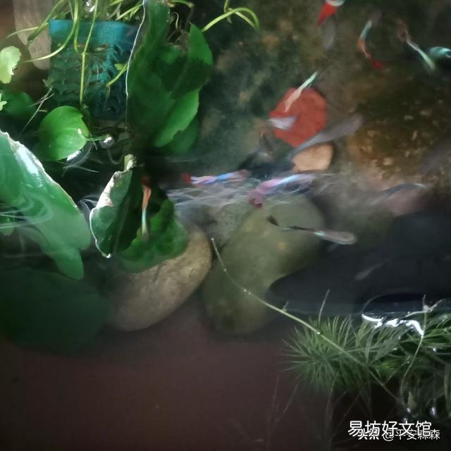鱼缸过滤器材长绿苔了怎么处理?