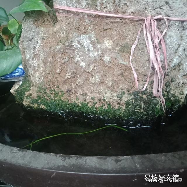鱼缸过滤器材长绿苔了怎么处理?
