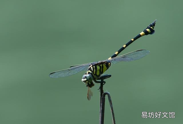如何避免池塘的鱼被蜻蜓幼虫侵害?