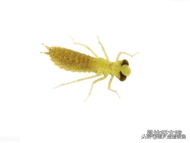 如何避免池塘的鱼被蜻蜓幼虫侵害?