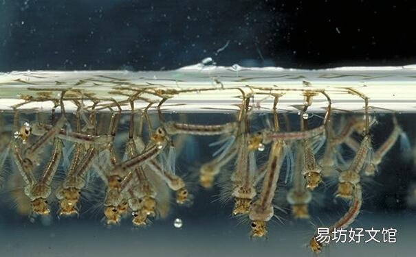 如何避免池塘的鱼被蜻蜓幼虫侵害?