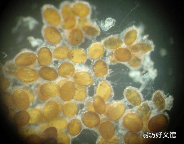 如何避免池塘的鱼被蜻蜓幼虫侵害?