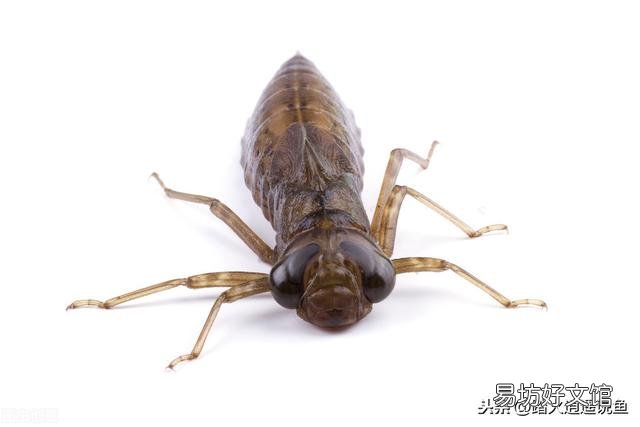如何避免池塘的鱼被蜻蜓幼虫侵害?