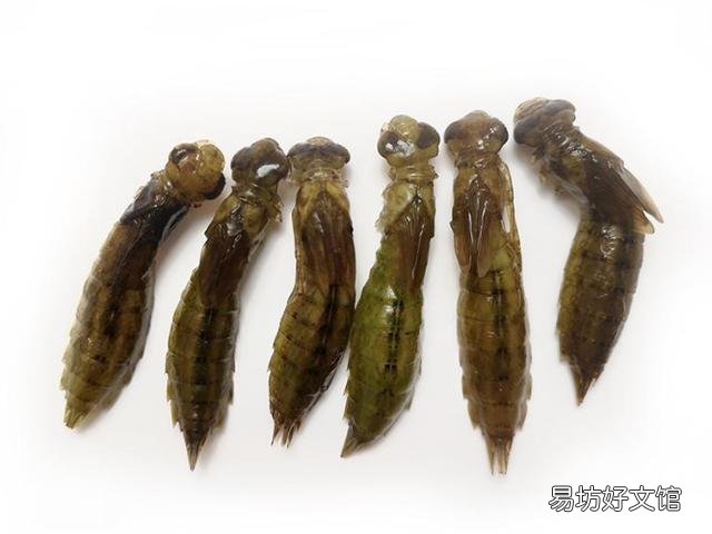 如何避免池塘的鱼被蜻蜓幼虫侵害?