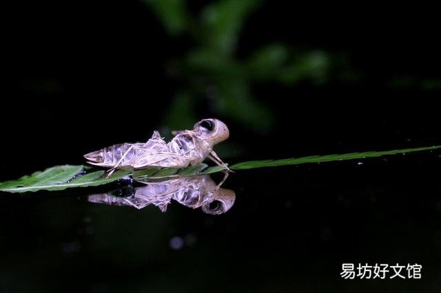 如何避免池塘的鱼被蜻蜓幼虫侵害?