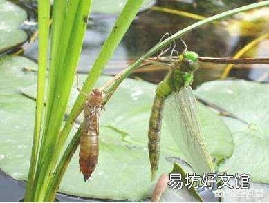 如何避免池塘的鱼被蜻蜓幼虫侵害?