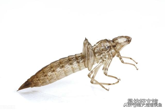 如何避免池塘的鱼被蜻蜓幼虫侵害?