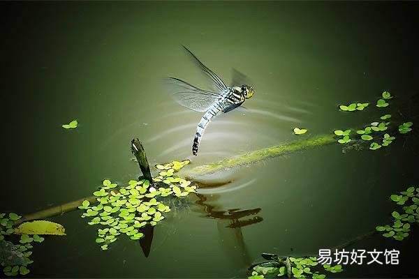 如何避免池塘的鱼被蜻蜓幼虫侵害?
