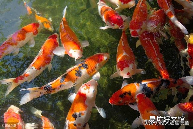 锦鲤池水温高了怎么办？