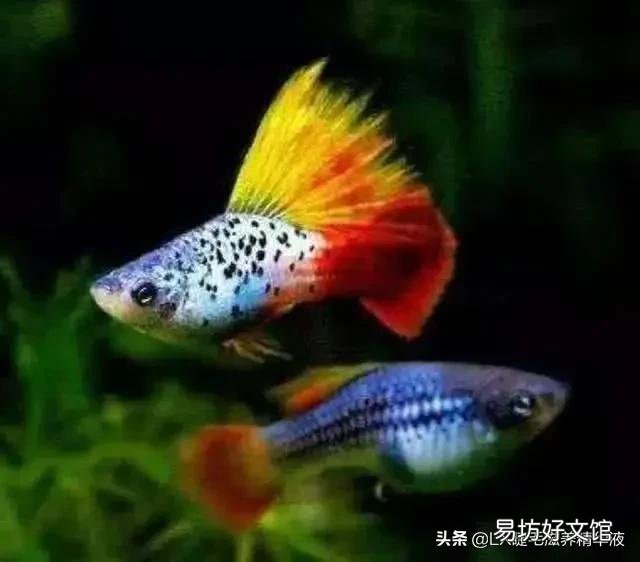 观赏鱼专用盐鱼缸有鱼能放吗？