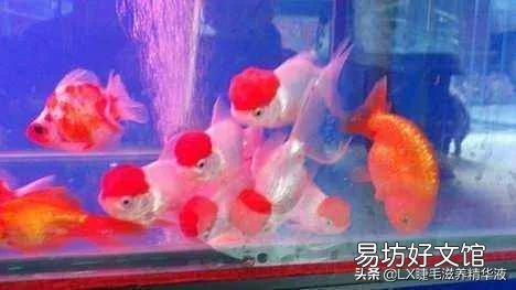 观赏鱼专用盐鱼缸有鱼能放吗？
