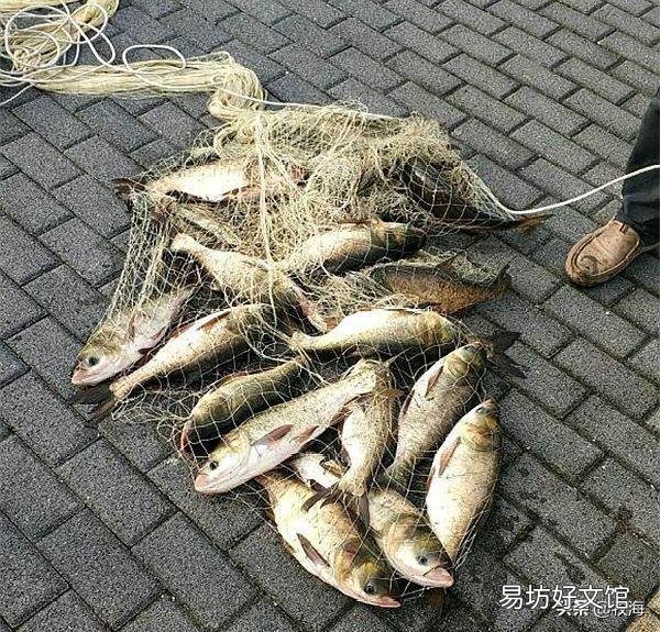 世界上最难吃的鱼是什么鱼?