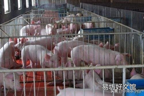 猪价持续走高很多人开始打算养猪了,没有经验的人这事能成吗?