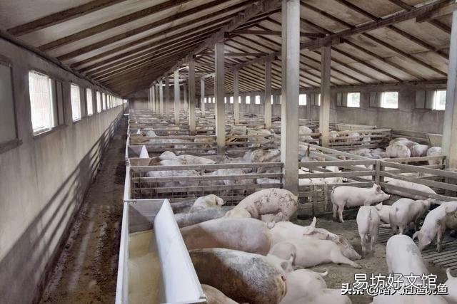 猪价持续走高很多人开始打算养猪了,没有经验的人这事能成吗?