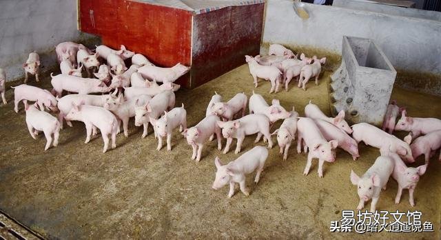 猪价持续走高很多人开始打算养猪了,没有经验的人这事能成吗?