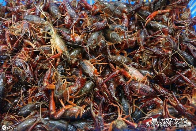 为何龙虾死在地笼里?