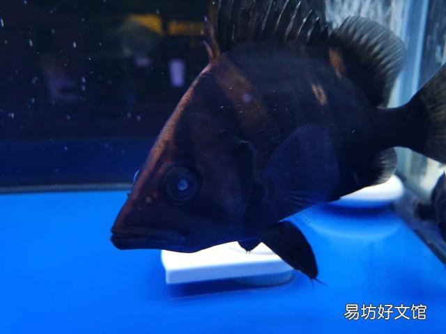请问这条苏虎的眼睛是怎么回事?