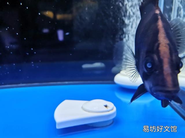 请问这条苏虎的眼睛是怎么回事?