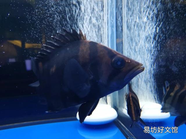 请问这条苏虎的眼睛是怎么回事?