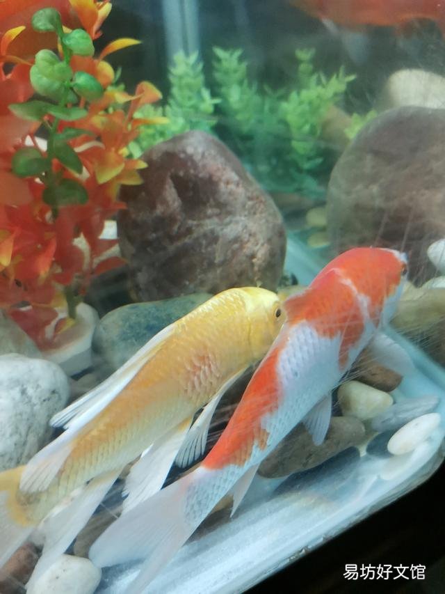 大神们都看看我家的金鱼怎么了?