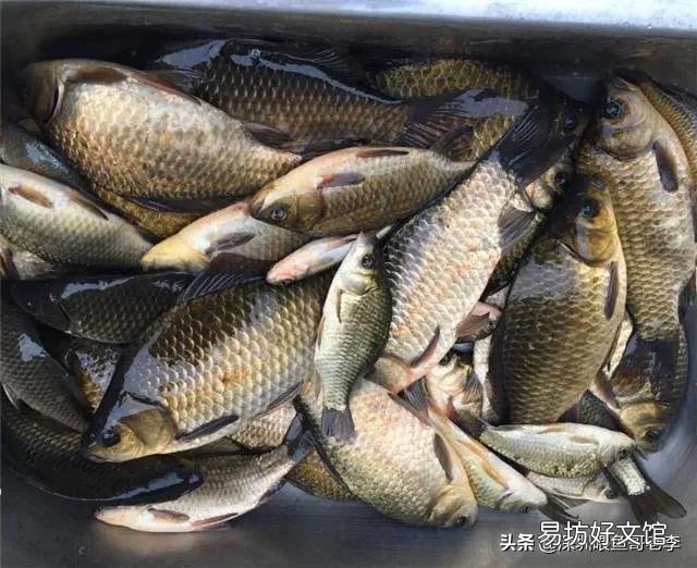 五花鲫鱼过冬要不要加温?