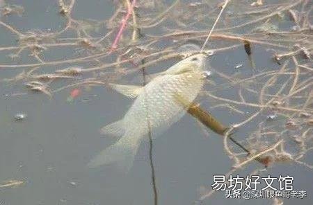五花鲫鱼过冬要不要加温?