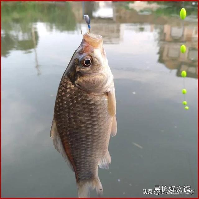五花鲫鱼过冬要不要加温?