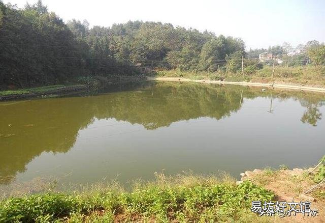 鱼池在投料台前投料时小面积杀虫可取吗？