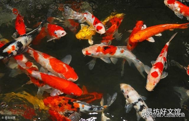 鱼越养越小是什么原因?