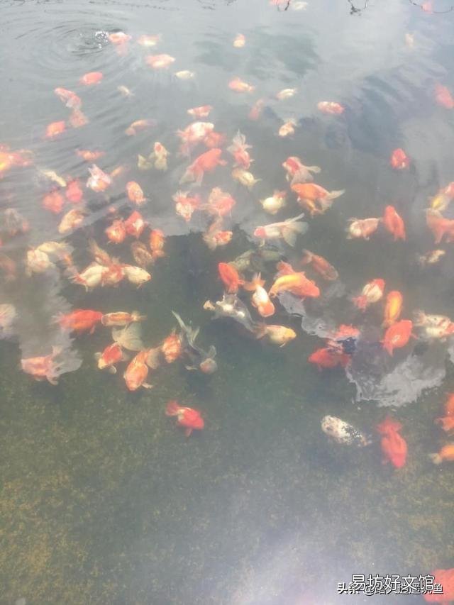 鱼越养越小是什么原因?