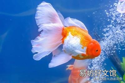 鱼越养越小是什么原因?