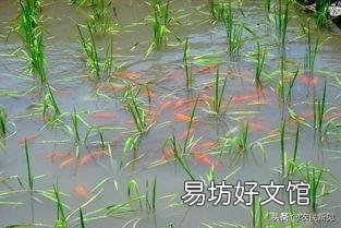 田里养鱼经常死鱼怎么回事？
