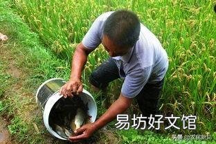 田里养鱼经常死鱼怎么回事？