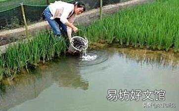 田里养鱼经常死鱼怎么回事？
