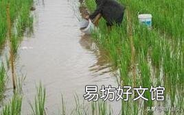 田里养鱼经常死鱼怎么回事？