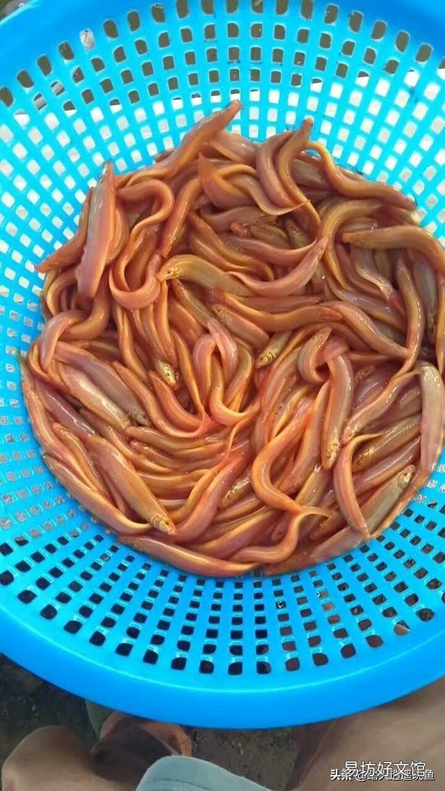 家里水缸养鱼,除了锦鲤金鱼,有什么食用鱼可以养吗?