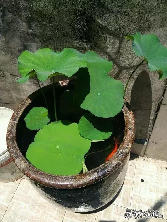 家里水缸养鱼,除了锦鲤金鱼,有什么食用鱼可以养吗?