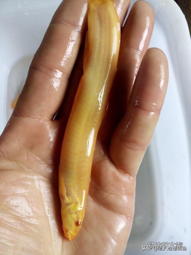 家里水缸养鱼,除了锦鲤金鱼,有什么食用鱼可以养吗?