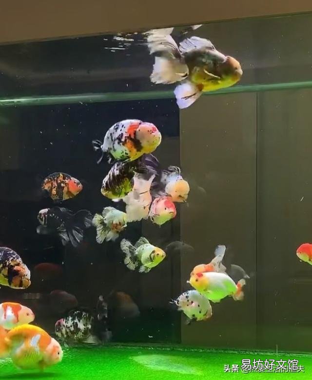 新到家的金鱼需要一直打氧吗？