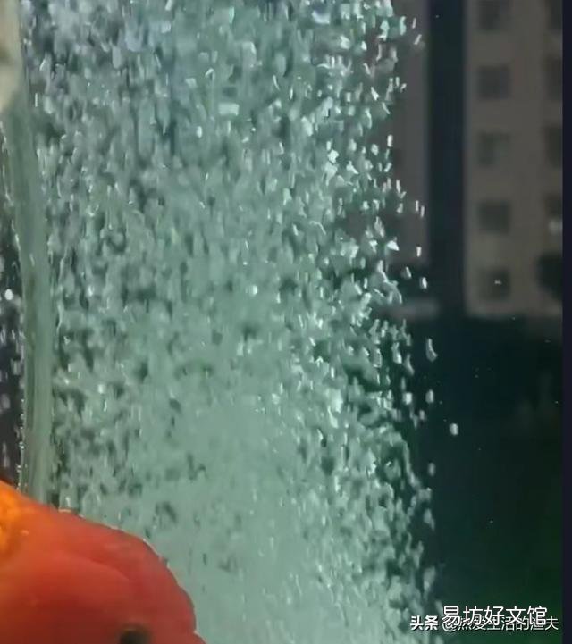 新到家的金鱼需要一直打氧吗？
