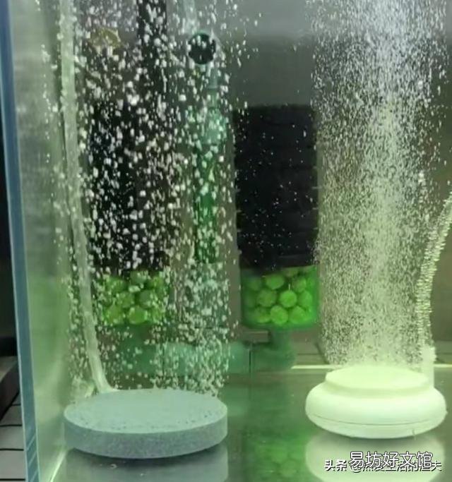 新到家的金鱼需要一直打氧吗？