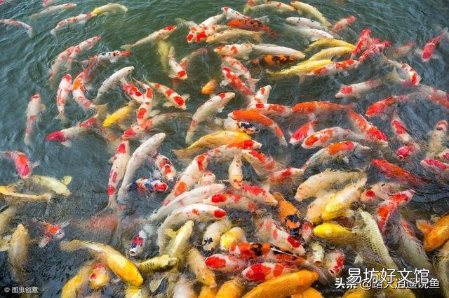锦鲤壮骨饲料什么季节喂?
