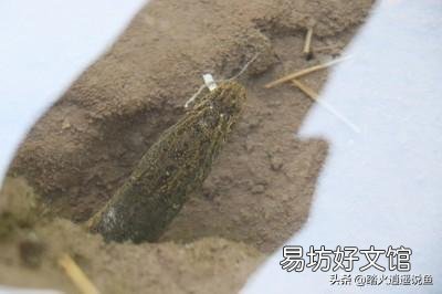 洞里倒可乐抓鱼是什么原理?
