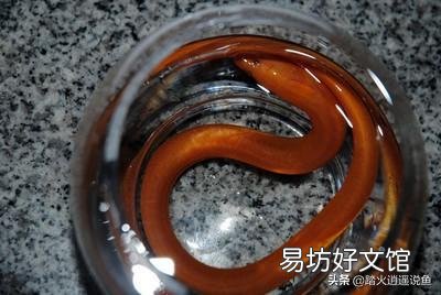洞里倒可乐抓鱼是什么原理?