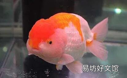 金鱼嘴烂怎么办？