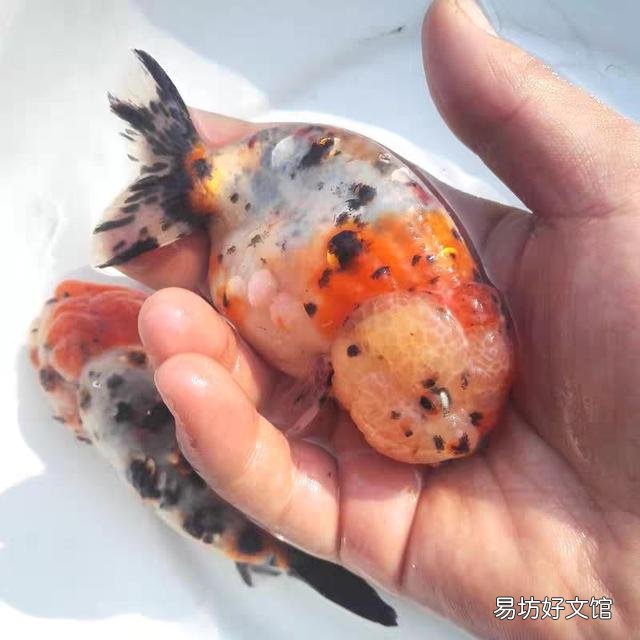 金鱼的发情期是什么时候?