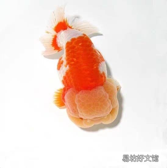 金鱼的发情期是什么时候?