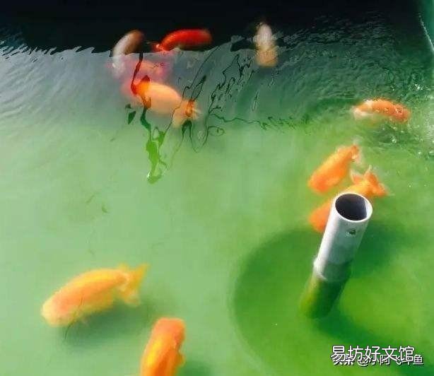 金鱼的发情期是什么时候?